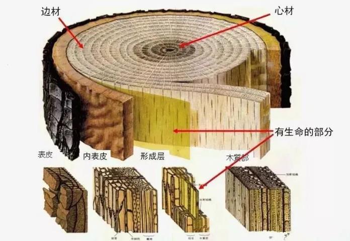 Natural veneer has an impact on different growth cycles