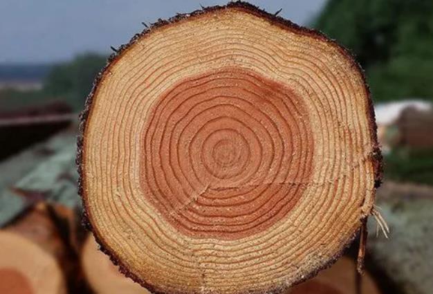 Tree rings.jpg