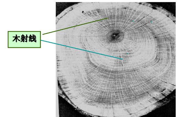 Natural veneer Wood Ray.jpg